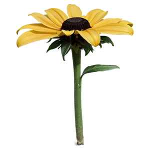 Black Eyed Susan Botanical Drawing PNG 06282024 PNG