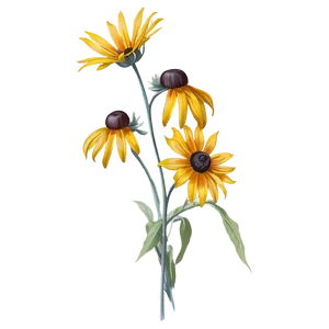 Black Eyed Susan Botanical Drawing PNG Anm PNG
