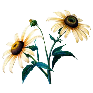 Black Eyed Susan Botanical Drawing PNG Aqk7 PNG