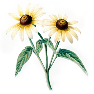 Black Eyed Susan Botanical Drawing PNG Whg