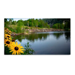 Black Eyed Susan By The Lake PNG 31