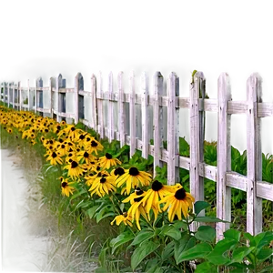 Black Eyed Susan Fence Line PNG Bhp