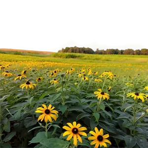 Black Eyed Susan Field At Sunset PNG Sek4 PNG