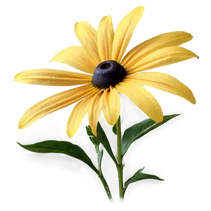 Black Eyed Susan Flower Png Ntd PNG image