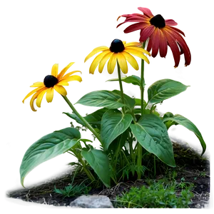Black Eyed Susan Garden Path PNG Prb PNG