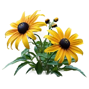 Black Eyed Susan Garden View PNG 06282024