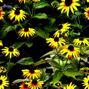 Black Eyed Susan Garden View PNG Jow8 PNG