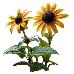 Black Eyed Susan Garden View PNG Kem57 PNG