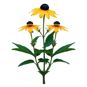 Black Eyed Susan In Full Bloom PNG 06282024