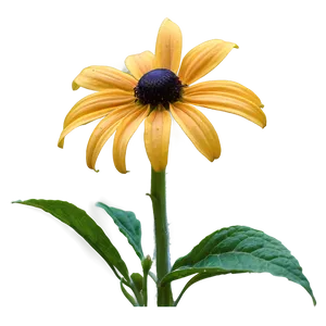 Black Eyed Susan In Full Bloom PNG 24 PNG