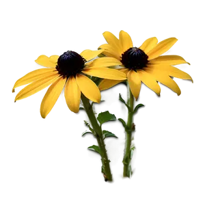 Black Eyed Susan In Natural Habitat PNG Iqd