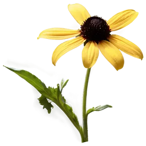 Black Eyed Susan In Sunshine Png Cmw PNG image