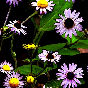 Black Eyed Susan In The Wild PNG 06282024