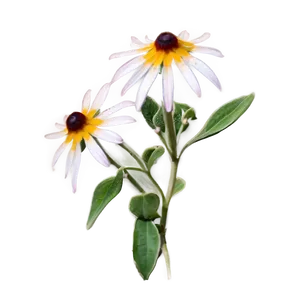 Black Eyed Susan In The Wild PNG Utq