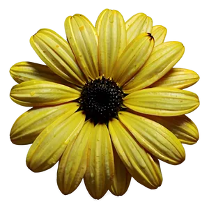 Black Eyed Susan Petals Close-up Png Vma88 PNG image