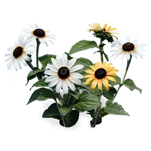 Black Eyed Susan Summer Field PNG 18 PNG