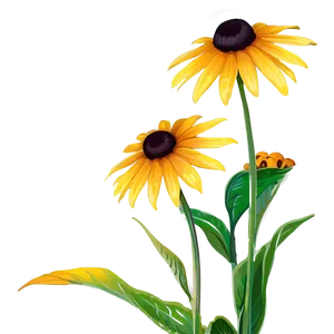 Black Eyed Susan Summer Field PNG Npj