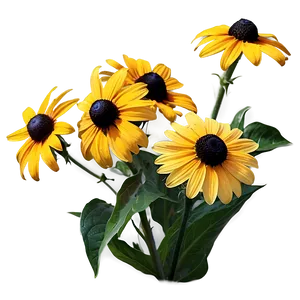 Black Eyed Susan Summer Field PNG Qfc45 PNG