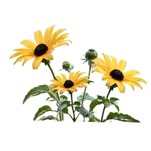 Black Eyed Susan Under Blue Sky PNG 15 PNG