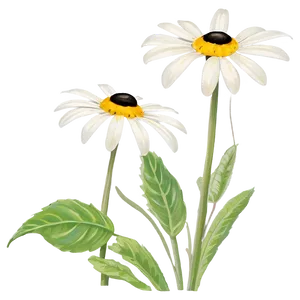 Black Eyed Susan Under Blue Sky PNG 37 PNG