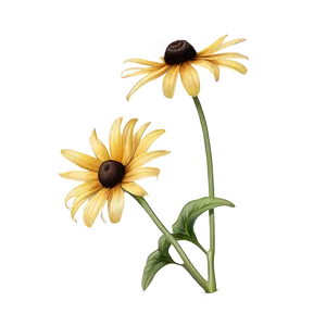 Black Eyed Susan Under Blue Sky PNG Crc PNG