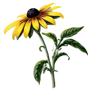 Black Eyed Susan Vintage Illustration PNG 11