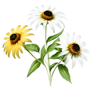 Black Eyed Susan Wildflower PNG 06282024