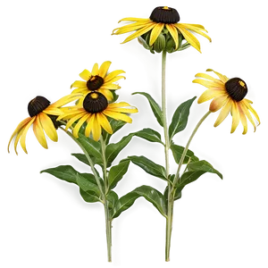 Black Eyed Susan Wildflower Png 31 PNG image