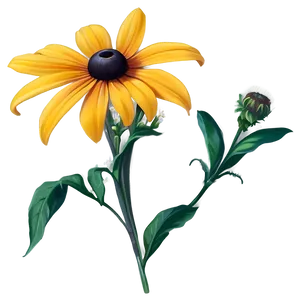 Black Eyed Susan Wildflower PNG Uad
