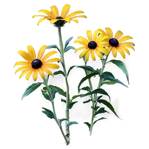 Black Eyed Susan Wildflower PNG Yej
