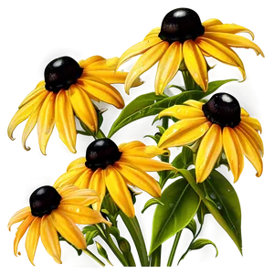 Black Eyed Susan With Dew Drops PNG Sdt97 PNG
