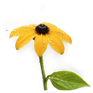 Black Eyed Susan With Dew Drops PNG Ytp18 PNG