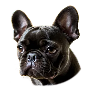 Black French Bulldog PNG 06202024