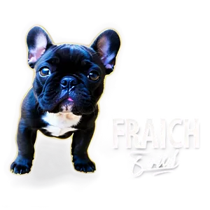 Black French Bulldog Png 06202024 PNG image