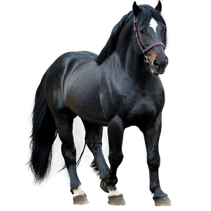 Black Friesian Horse PNG Inc81