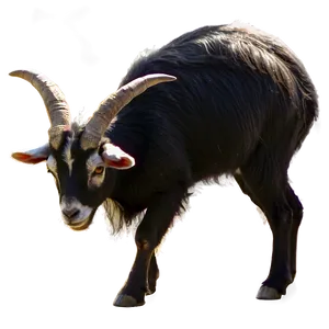 Black Goat Png Acf53 PNG image