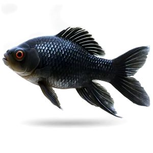 Black Goldfish PNG 05212024