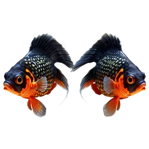 Black Goldfish PNG Pqp75 PNG
