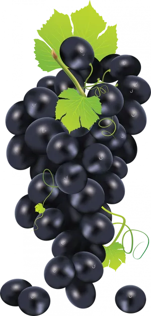 Black Grapes Clusterwith Leaves