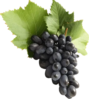 Black Grapeswith Leaves