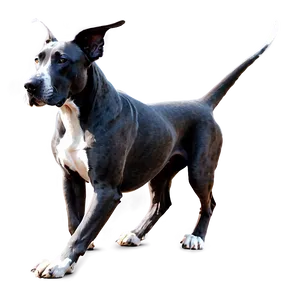 Black Great Dane Png 06212024 PNG image