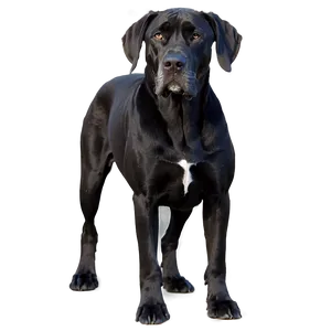 Black Great Dane Png 41 PNG image