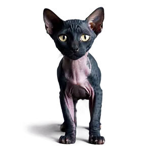 Black Hairless Cat PNG 28
