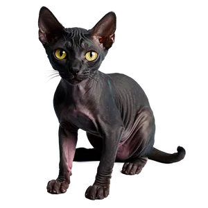 Black Hairless Cat PNG Jtw6 PNG
