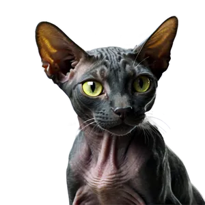 Black Hairless Cat PNG Vke