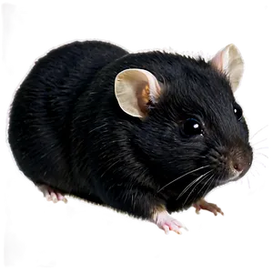 Black Hamster Png Suw10 PNG image