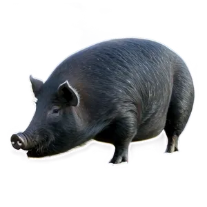 Black Hog PNG Ndu
