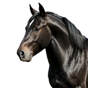 Black Horse B PNG