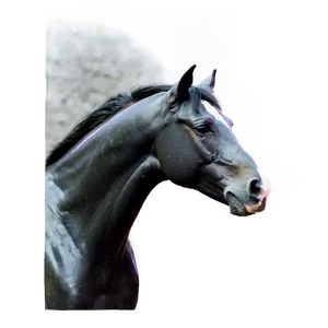 Black Horse C PNG