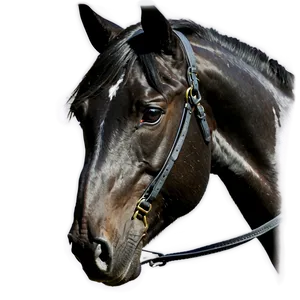 Black Horse D PNG